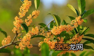 适合庭院盆栽的树种有哪些 适合庭院盆栽的树种有哪些图片