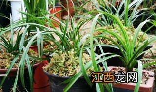 冬天可以种兰花吗? 冬天在家种植兰花可以吗