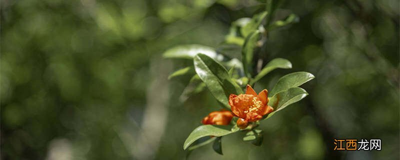 西安市的市花是什么花 西安市的市花是什么