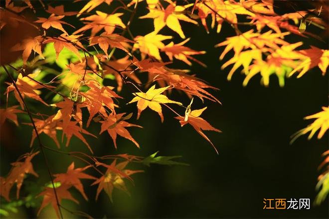 “枫景”正盎然，南京栖霞山赏枫季来了