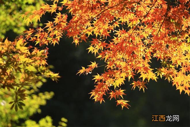 “枫景”正盎然，南京栖霞山赏枫季来了