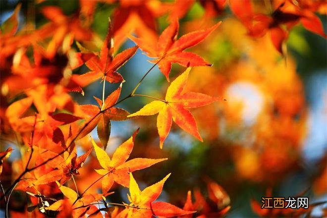 “枫景”正盎然，南京栖霞山赏枫季来了