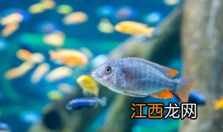 鱼有哪些常见品种 鱼有哪些常见品种图片