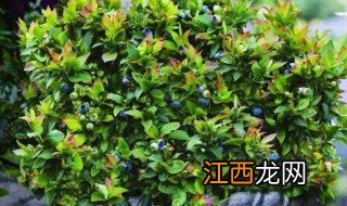 用花盆怎样养蓝莓 蓝莓家里用花盆种植可以吗