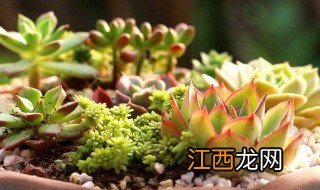 多肉不适合家里种吗 在家里种植多肉可以吗