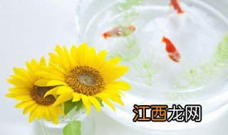 养斗鱼需要注意些什么好 斗鱼怎么养才能更旺盛