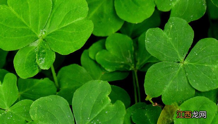 蜗牛的生活环境 三叶草的生活环境