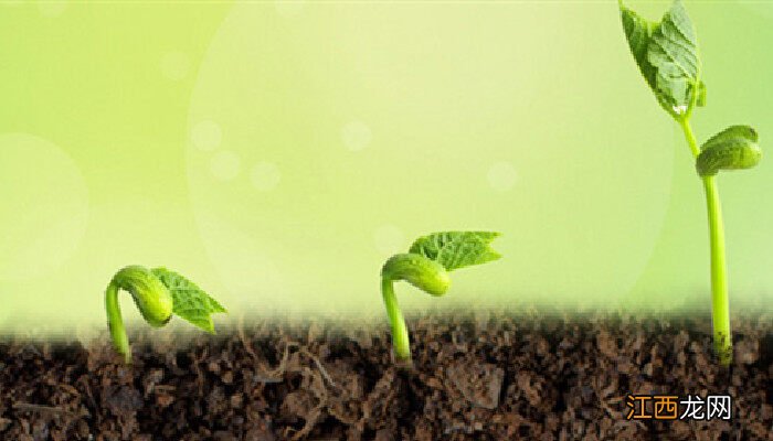 种子为什么放冰箱催芽呢 种子为什么放冰箱催芽