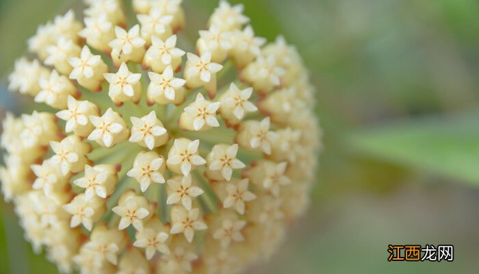 球兰花怎样才能养才开花花菇都是 球兰花怎样才能养才开花