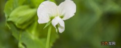 香豌豆花图片 香豌豆种植时间和方法