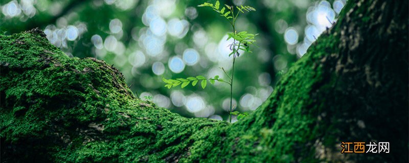 我国拥有高等植物居世界第几位