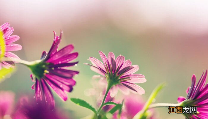 鲜花放一晚上才送人 鲜花放在空调屋里可以吗