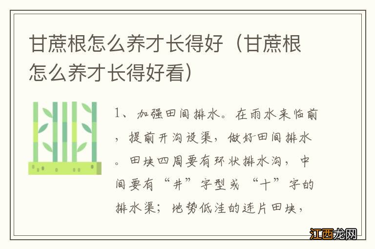 甘蔗根怎么养才长得好看 甘蔗根怎么养才长得好