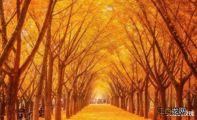 中国最美的银杏都在哪?