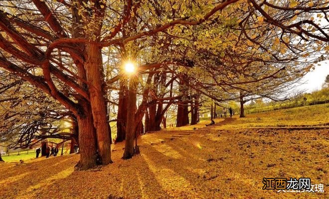 中国最美的银杏都在哪?