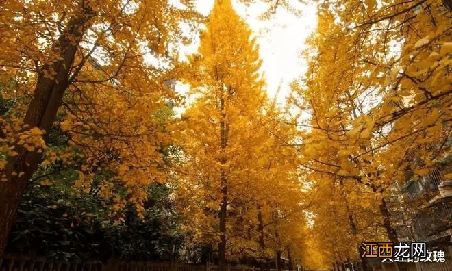 中国最美的银杏都在哪?