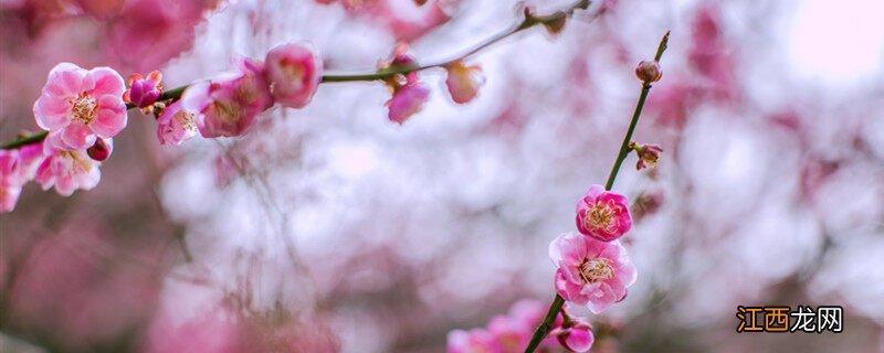 代表勇气和坚强的植物 形容女子坚韧的植物