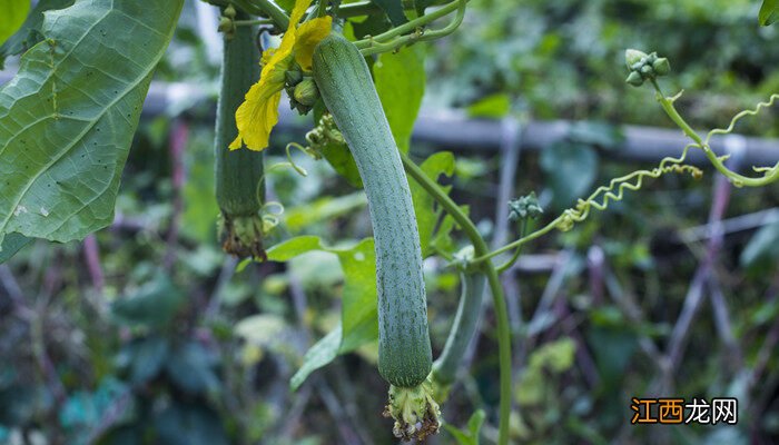 种菜用什么肥料做底肥好 种菜用什么肥料做底肥