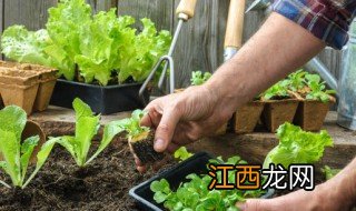 阳台油麦菜种植技术和时间 阳台油麦菜的种植方法