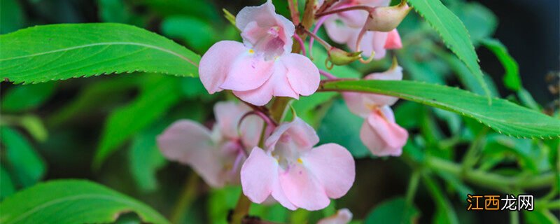 凤仙花的种子是怎样传播的? 凤仙花花的种子是怎么传播的