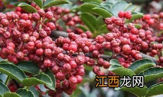 家里的花椒种植方法 家里的花椒种植方法视频