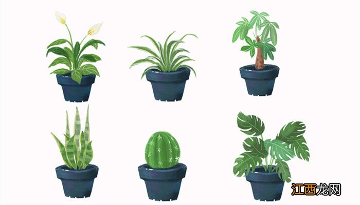 蟹爪兰最怕三种水 蟹爪兰叶子干瘪怎么办