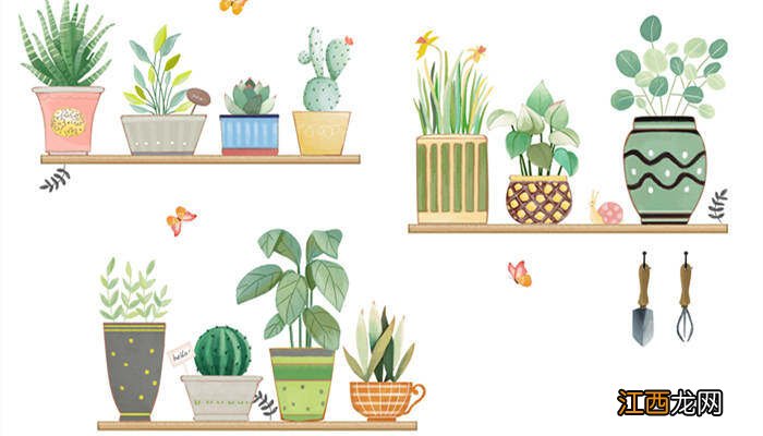 蟹爪兰最怕三种水 蟹爪兰叶子干瘪怎么办