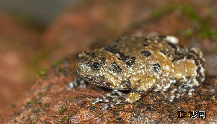 林蛙养殖技术大全(人工圈养林蛙 林蛙养殖技术