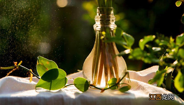 绿萝叶子有毒吗宝宝吃了 绿萝叶子有毒吗