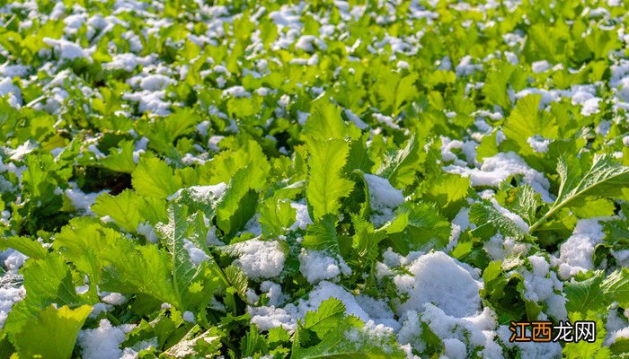 未来10大暴利种植 雪里蕻的种植方法和时间