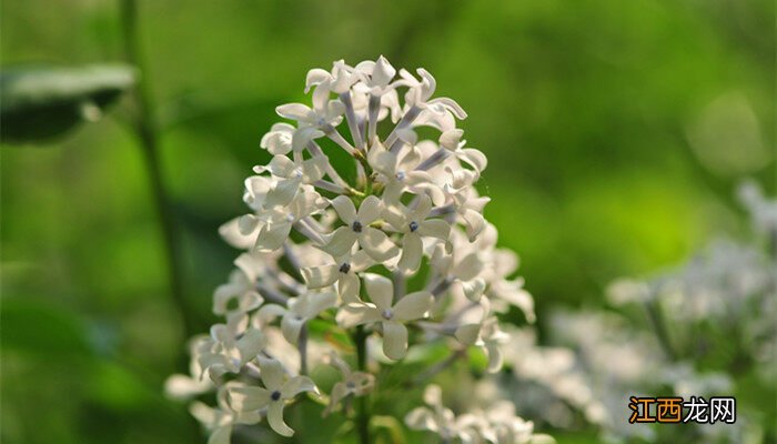 丁香花的形状颜色和气味 丁香花的形状