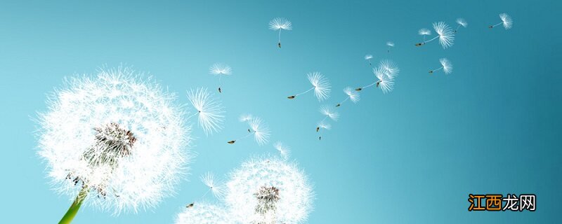 靠风传播种子的植物有哪些 靠风传播的种子有哪些