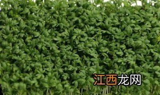 家庭豆苗的种植方法 家里豆苗种植方法