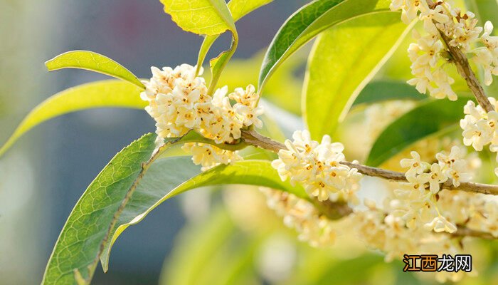 家里能种桂花树吗风水 家里能种桂花树吗