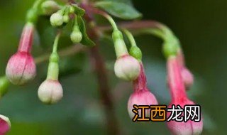 灯笼花怎么养成老枝 灯楼花怎么养才长得好