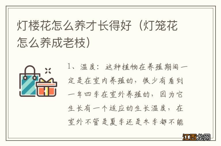 灯笼花怎么养成老枝 灯楼花怎么养才长得好