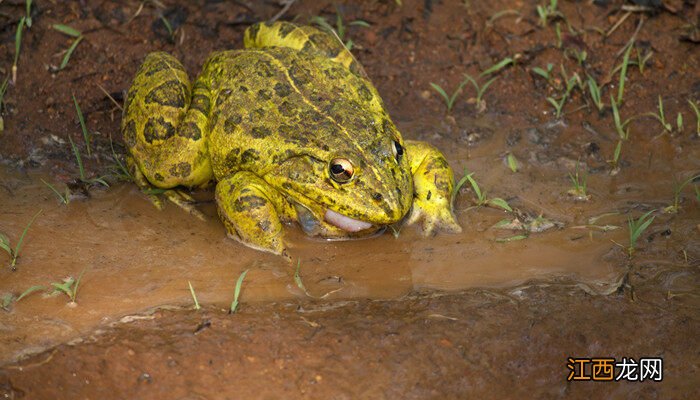 人工养殖牛蛙有寄生虫吗 养殖牛蛙有寄生虫吗?