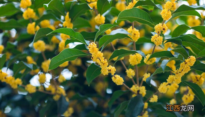 桂花在什么时候开放 桂花开放的季节