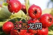 孕妇能吃韭菜吗