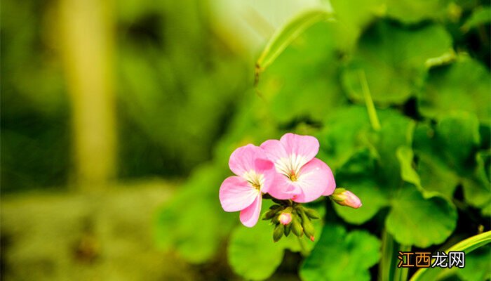 粉色花有哪些品种 花的颜色有哪几种