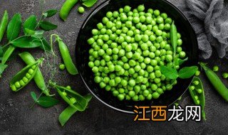 阳台豆苗的种植方法 阳台豆苗的种植方法视频