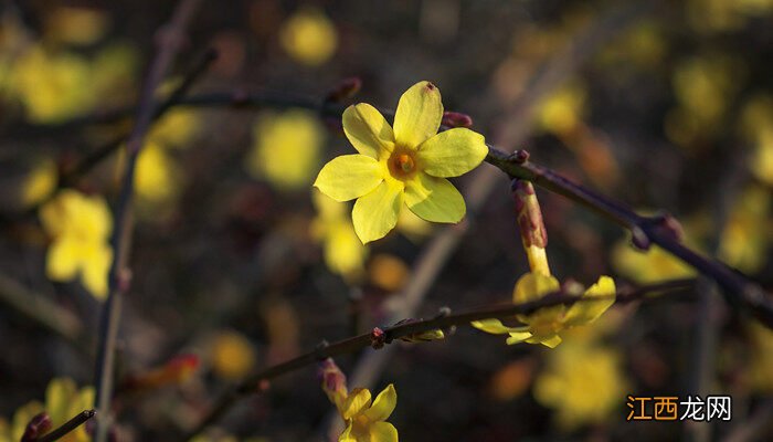 春天有什么花开放 春天有什么花开?
