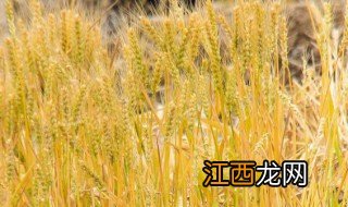 家里种植小麦的方法 家里种植小麦方法