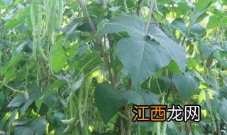 阳台四季豆的种植方法 阳台四季豆的种植方法图片