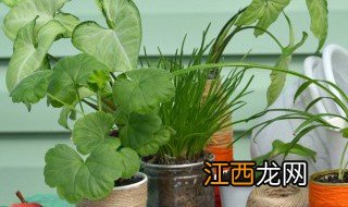 家里可以种植什么植物 在家里种植植物的方法