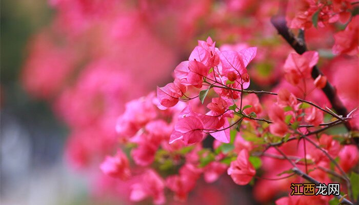 深圳市的市花是什么花 深圳市的市花是