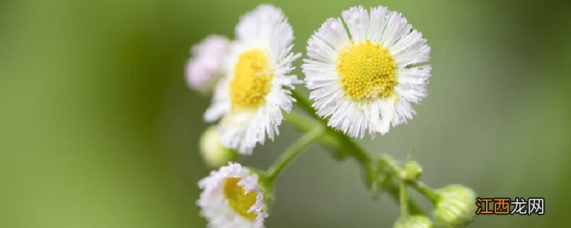 小雏菊的寓意和象征风水 小雏菊的寓意和象征