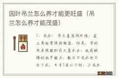 吊兰怎么养才能茂盛 园叶吊兰怎么养才能更旺盛