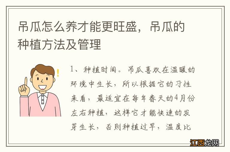 吊瓜怎么养才能更旺盛，吊瓜的种植方法及管理