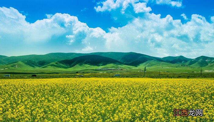 春季种油菜花需要催熟还是排水